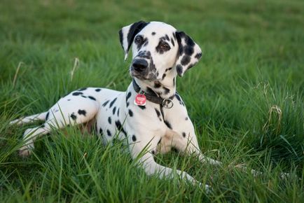 rase de câini cu urechi mari foto și numele, „da laba“