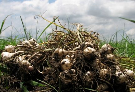 Plantarea de usturoi în primăvară - secretele unei recolte bune
