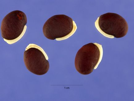 Plantarea și îngrijire Zambilă descriere fasole, normele în creștere din semințe