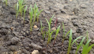 Plantarea semințe de morcov - ghid pas cu pas pentru incepatori