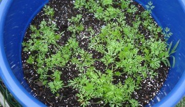 Plantarea semințe de morcov - ghid pas cu pas pentru incepatori
