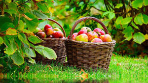 Plantarea pomi fructiferi și arbuști
