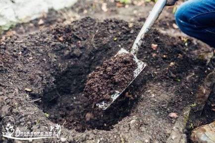 trandafiri Plantarea - cum să corect plante, instrucțiuni detaliate fotografie