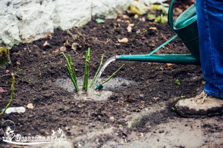 trandafiri Plantarea - cum să corect plante, instrucțiuni detaliate fotografie