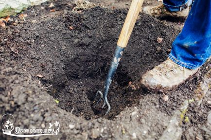 trandafiri Plantarea - cum să corect plante, instrucțiuni detaliate fotografie