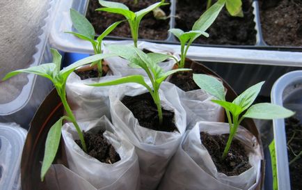 plantarea semințelor de răsaduri de roșii - cele mai bune moduri de a stăpâni clase
