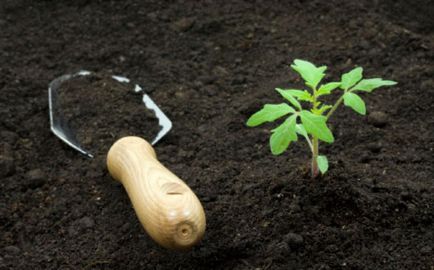 plantarea semințelor de răsaduri de roșii - cele mai bune moduri de a stăpâni clase