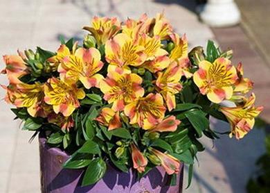 Alstroemeria uimitoare la domiciliu