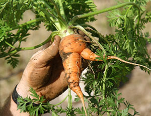 Condiții de morcovi în creștere în țară - datele de plantare, îngrijire, video