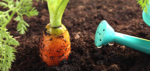 Condiții de morcovi în creștere în țară - datele de plantare, îngrijire, video