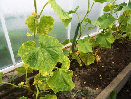 Pregătirile pentru protecția plantelor în grădină de dăunători și boli decât plantele de pulverizare