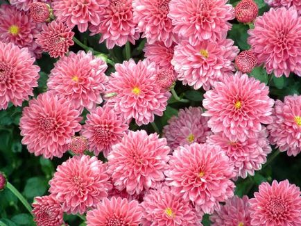 Motive pentru non-înflorire de ce nu floare crizantema în grădină