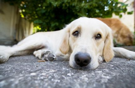 Motivele pentru care câinele tușește ca și sufocat și încercând ceva de vomă (în ordine) Motivele pentru care câinele tușește ca și cum ceva sufocat și încearcă otrygnut