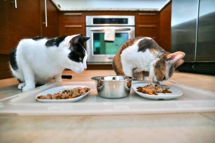 Obișnuiți pisica la argumentele de masă acasă în favoarea unei diete sănătoase