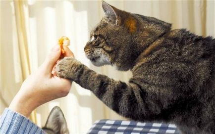 Obișnuiți pisica la argumentele de masă acasă în favoarea unei diete sănătoase (produse alimentare) Obișnuiți pisica la argumentele de masă acasă în favoarea unei diete sănătoase