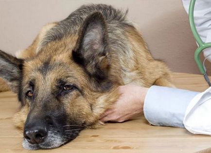 Semne de otrăvire la câini - simptome și tratament