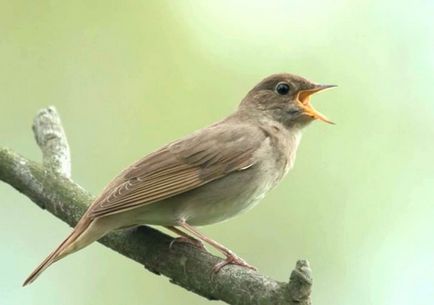 Bird Nightingale (50 poze) descriere si tipuri de arata ca un cuib, iar tipa decât în ​​feedurile natură, video