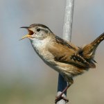 Bird Nightingale (50 poze) descriere si tipuri de arata ca un cuib, iar tipa decât în ​​feedurile natură, video