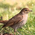 Bird Nightingale (50 poze) descriere si tipuri de arata ca un cuib, iar tipa decât în ​​feedurile natură, video