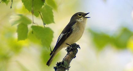 Bird Nightingale (50 poze) descriere si tipuri de arata ca un cuib, iar tipa decât în ​​feedurile natură, video