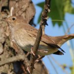 Bird Nightingale (50 poze) descriere si tipuri de arata ca un cuib, iar tipa decât în feedurile natură, video (foto) Bird Nightingale (50 poze) descriere si tipuri de arata ca un cuib, iar tipa decât în feedurile natură, video