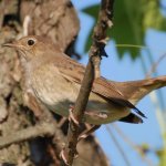 Bird Nightingale (50 poze) descriere si tipuri de arata ca un cuib, iar tipa decât în ​​feedurile natură, video