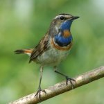 Bird Nightingale (50 poze) descriere si tipuri de arata ca un cuib, iar tipa decât în ​​feedurile natură, video