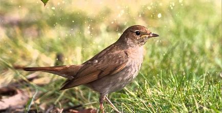 Bird Nightingale (50 poze) descriere si tipuri de arata ca un cuib, iar tipa decât în ​​feedurile natură, video