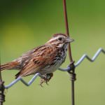 Bird Nightingale (50 poze) descriere si tipuri de arata ca un cuib, iar tipa decât în ​​feedurile natură, video