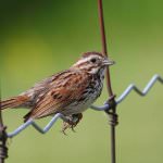 Bird Nightingale Descriere (50 poze) si tipuri de arata ca un cuib, iar puiul este alimentat decât în natură, video (Nightingale) Bird Nightingale (50 poze) descriere si tipuri de arata ca un cuib, iar tipa decât în feedurile natură, video