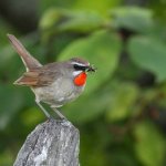 Bird Nightingale (50 poze) descriere si tipuri de arata ca un cuib, iar tipa decât în ​​feedurile natură, video