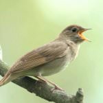 Bird Nightingale (50 poze) descriere si tipuri de arata ca un cuib, iar tipa decât în ​​feedurile natură, video