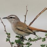 Bird Nightingale Descriere (50 poze) si tipuri de arata ca un cuib, iar puiul este alimentat decât în natură, video (Nightingale) Bird Nightingale (50 poze) descriere si tipuri de arata ca un cuib, iar tipa decât în feedurile natură, video