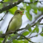 Bird Nightingale Descriere (50 poze) si tipuri de arata ca un cuib, iar puiul este alimentat decât în natură, video (pasăre) Bird Nightingale (50 poze) descriere si tipuri de arata ca un cuib, iar tipa decât în feedurile natură, video