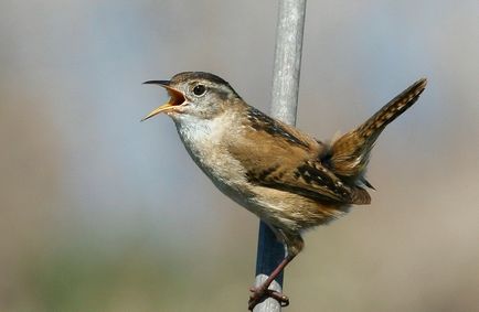 Bird Nightingale (50 poze) descriere si tipuri de arata ca un cuib, iar tipa decât în ​​feedurile natură, video