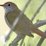 Bird Nightingale (50 poze) descriere si tipuri de arata ca un cuib, iar tipa decât în ​​feedurile natură, video