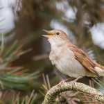 Bird Nightingale (50 poze) descriere si tipuri de arata ca un cuib, iar tipa decât în ​​feedurile natură, video