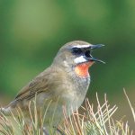 Bird Nightingale (50 poze) descriere si tipuri de arata ca un cuib, iar tipa decât în ​​feedurile natură, video