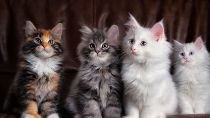 Pufos Lista rase de pisici și de revizuire detaliată (fotografii)