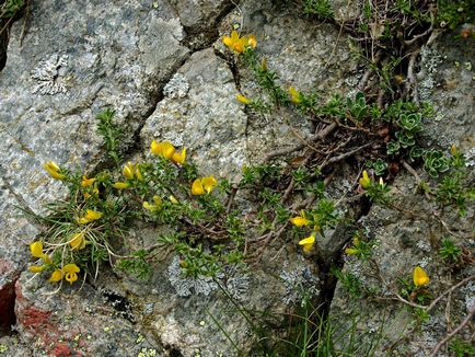 Broom fotografie și specii, cultivarea și îngrijirea plantelor