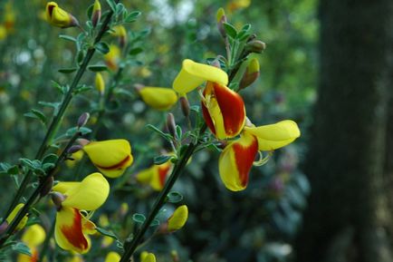 Broom fotografie și specii, cultivarea și îngrijirea plantelor