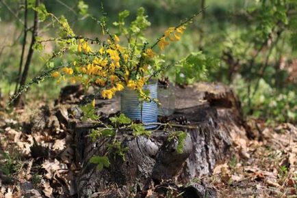 plantare Broom și de îngrijire, cultivare, reproducere, fotografii