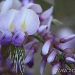 plantare Broom și de îngrijire, cultivare, reproducere, fotografii