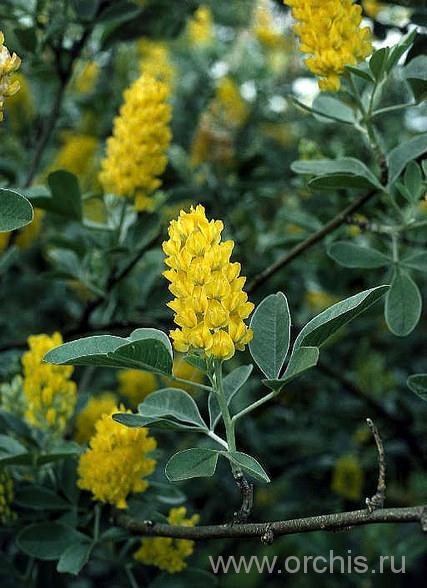 plantare Broom și de îngrijire, cultivare, reproducere, fotografii