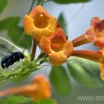 plantare Broom și de îngrijire, cultivare, reproducere, fotografii