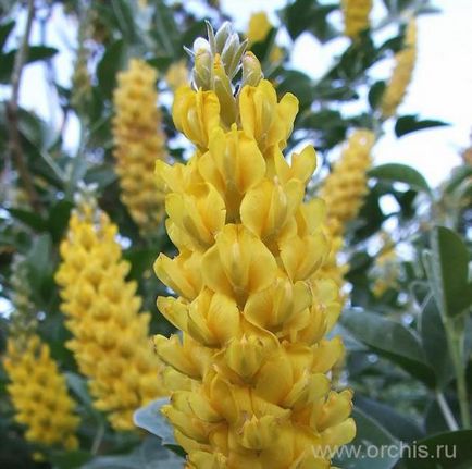 plantare Broom și de îngrijire, cultivare, reproducere, fotografii