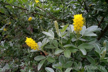 plantare Broom și de îngrijire, cultivare, reproducere, fotografii