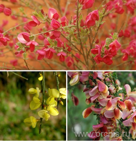 plantare Broom și de îngrijire, cultivare, reproducere, fotografii