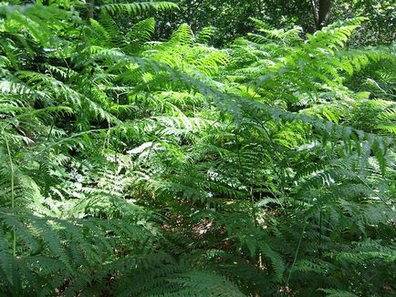 plantă fern