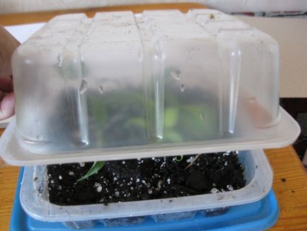 Reproducerea benjamina Ficus - instrucțiuni fotografie cum să ajungi acasă mici (plante de interior) Reproducerea benjamina Ficus - instrucțiuni fotografie cum să obțineți mici acasă